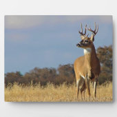 Whitetail Buck Plaque Fotoplaat (Voorkant)