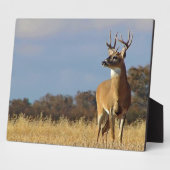 Whitetail Buck Plaque Fotoplaat (Zijkant)