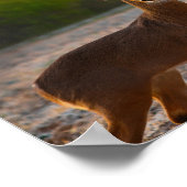 Whitetail Buck Poster (Hoek)