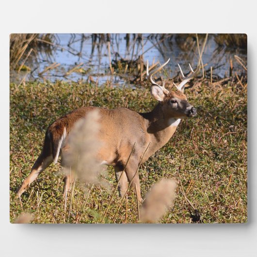 Whitetail Buck Tabletop Plaque met Easel Fotoplaat (Voorkant)