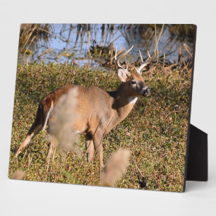 Whitetail Buck Tabletop Plaque met Easel Fotoplaat
