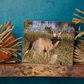 Whitetail Buck Tabletop Plaque met Easel Fotoplaat (Zijkant)