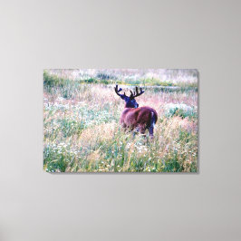 Whitetail Buck (Terug) in zomergebied Canvas Afdruk