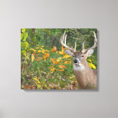 Whitetail Canvas Afdruk (Voorkant)