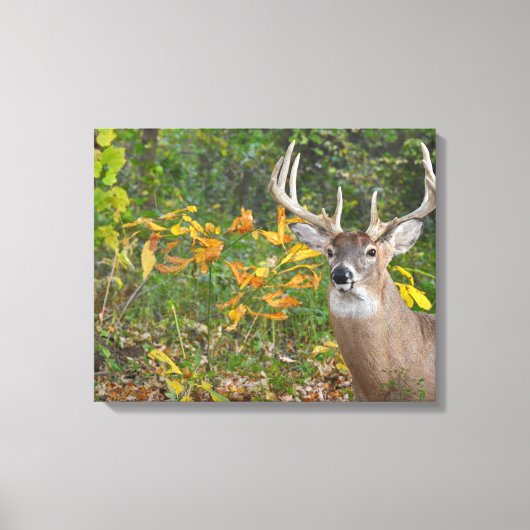 Whitetail Canvas Afdruk (Voorkant)
