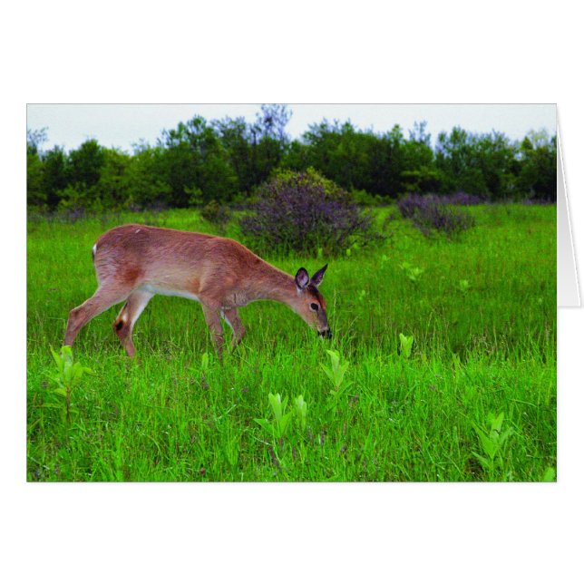 Whitetail Deer (Voorkant Horizontaal)