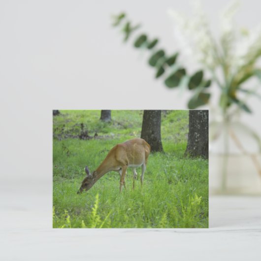 Whitetail Deer Briefkaart (Staand voorkant)