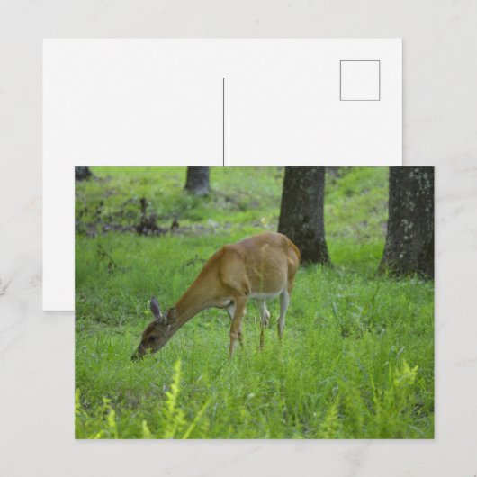 Whitetail Deer Briefkaart (Voorkant / Achterkant)