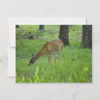 Whitetail Deer Briefkaart