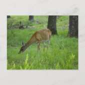 Whitetail Deer Briefkaart (Voorkant)