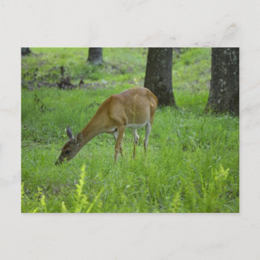 Whitetail Deer Briefkaart (Voorkant)