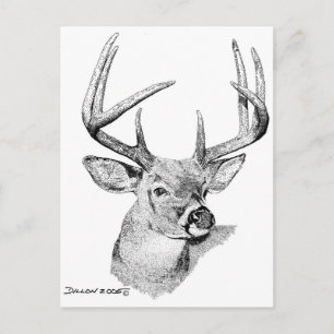 Whitetail Deer Briefkaart