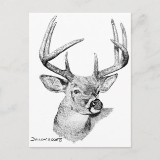 Whitetail Deer Briefkaart