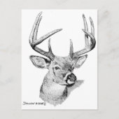 Whitetail Deer Briefkaart (Voorkant)
