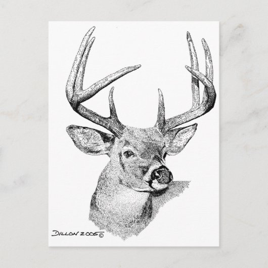 Whitetail Deer Briefkaart (Voorkant)