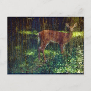 Whitetail Deer Briefkaart