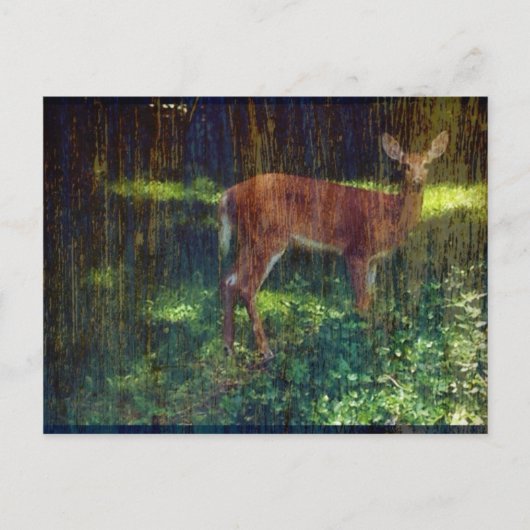 Whitetail Deer Briefkaart (Voorkant)