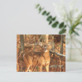 Whitetail Deer Buck Briefkaart (Staand voorkant)