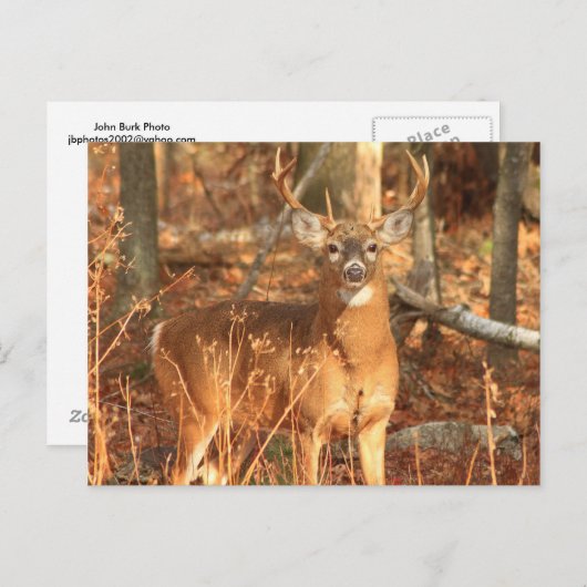 Whitetail Deer Buck Briefkaart (Voorkant / Achterkant)