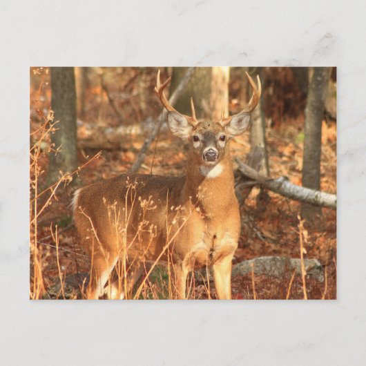 Whitetail Deer Buck Briefkaart (Voorkant)