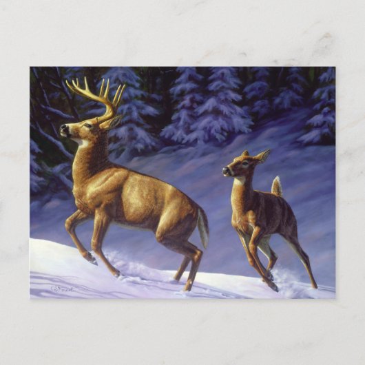 Whitetail Deer Buck & Doe in wintersneeuw Briefkaart (Voorkant)