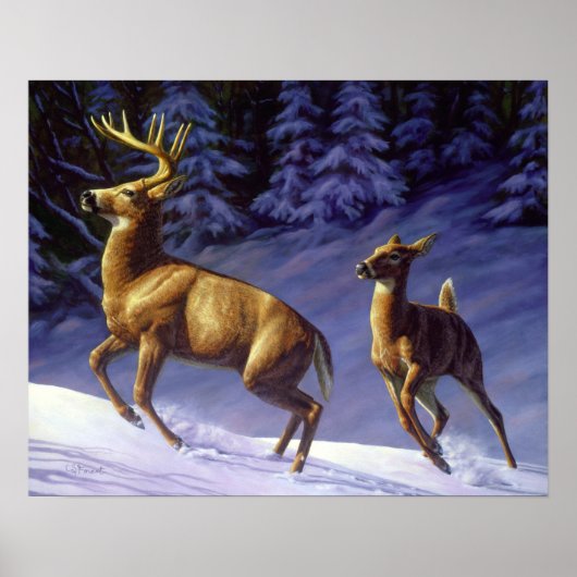 Whitetail Deer Buck & Doe in wintersneeuw Poster (Voorkant)