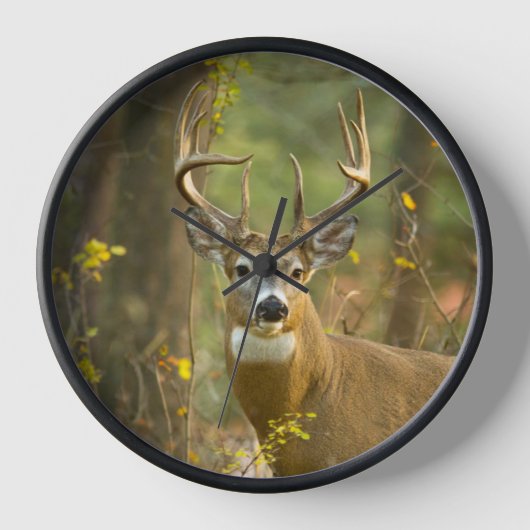 Whitetail Deer Buck | Whitefish, Montana (Voorkant)