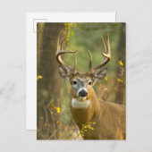 Whitetail Deer Buck | Whitefish, Montana Briefkaart (Voorkant / Achterkant)