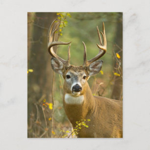 Whitetail Deer Buck   Whitefish, Montana Briefkaart