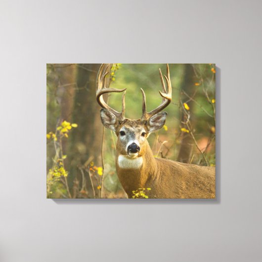 Whitetail Deer Buck | Whitefish, Montana Canvas Afdruk (Voorkant)