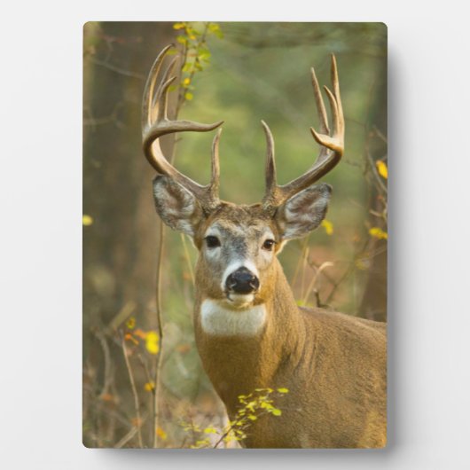 Whitetail Deer Buck | Whitefish, Montana Fotoplaat (voorkant)