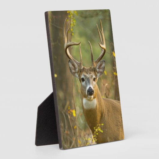 Whitetail Deer Buck | Whitefish, Montana Fotoplaat (Zijkant)