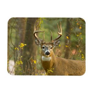 Whitetail Deer Buck   Whitefish, Montana Magneet