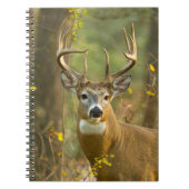 Whitetail Deer Buck | Whitefish, Montana Notitieboek (Voorkant)