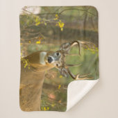 Whitetail Deer Buck | Whitefish, Montana Sherpa Deken (Voorkant)