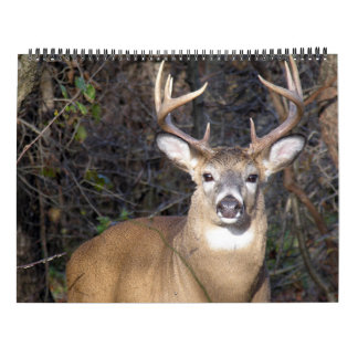 Whitetail Deer Bucks Kalender