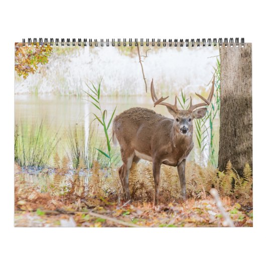Whitetail Deer Bucks Kalender (Hoes)
