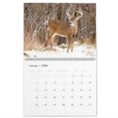 Whitetail Deer Bucks Kalender (Jan 2026)