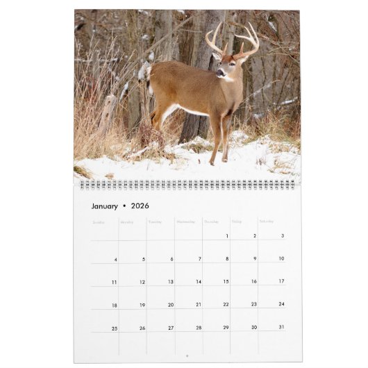 Whitetail Deer Bucks Kalender (Jan 2026)