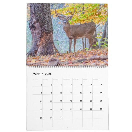 Whitetail Deer Bucks Kalender (Mar 2026)