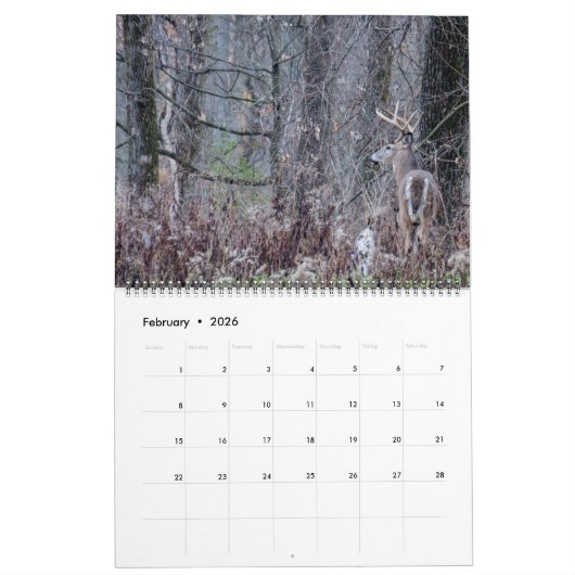 Whitetail Deer Bucks Kalender (Feb 2026)