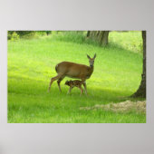 WhiteTail Deer (Doe and Fawn) Poster (Voorkant)