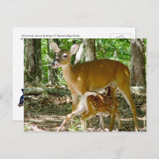 Whitetail Deer - Doe en Fawn Briefkaart (Voorkant / Achterkant)