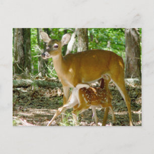 Whitetail Deer - Doe en Fawn Briefkaart