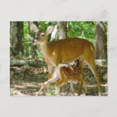 Whitetail Deer - Doe en Fawn Briefkaart (Voorkant)