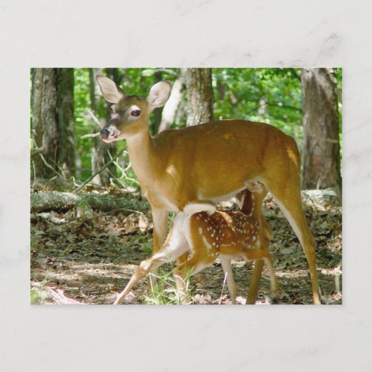 Whitetail Deer - Doe en Fawn Briefkaart (Voorkant)