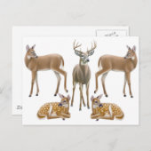 Whitetail Deer Family Briefkaart (Voorkant / Achterkant)
