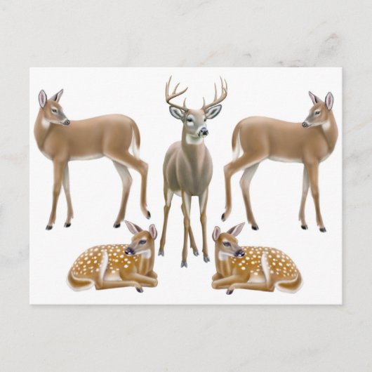 Whitetail Deer Family Briefkaart (Voorkant)