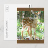 Whitetail Deer Fawn Briefkaart (Voorkant / Achterkant)