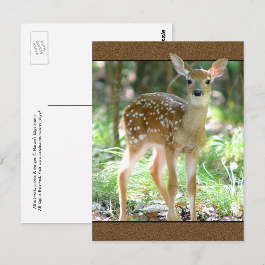 Whitetail Deer Fawn Briefkaart (Voorkant / Achterkant)